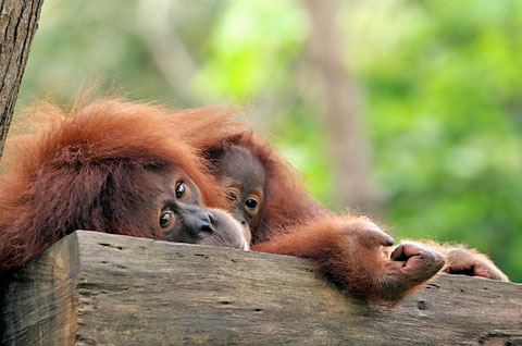Mutter Gorilla mit Baby